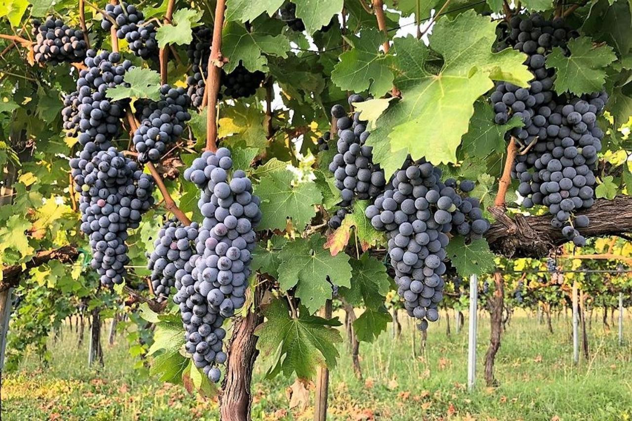 Agriturismo Podere Prasiano Marano sul Panaro Экстерьер фото
